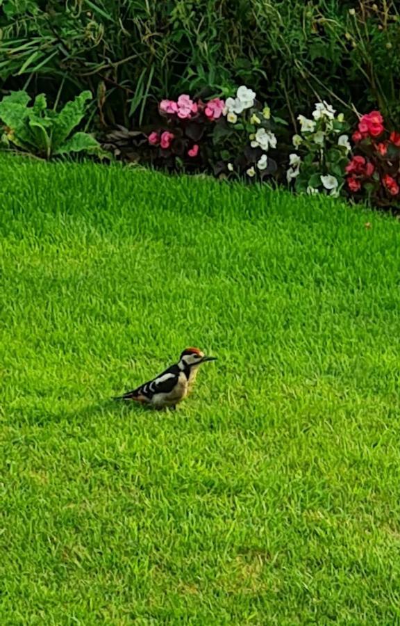 Woodpeckers * Scarborough