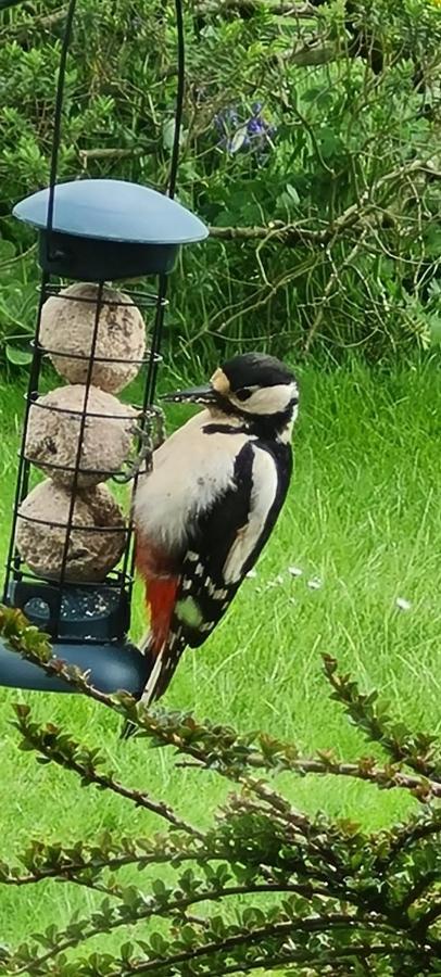 Apartment Woodpeckers